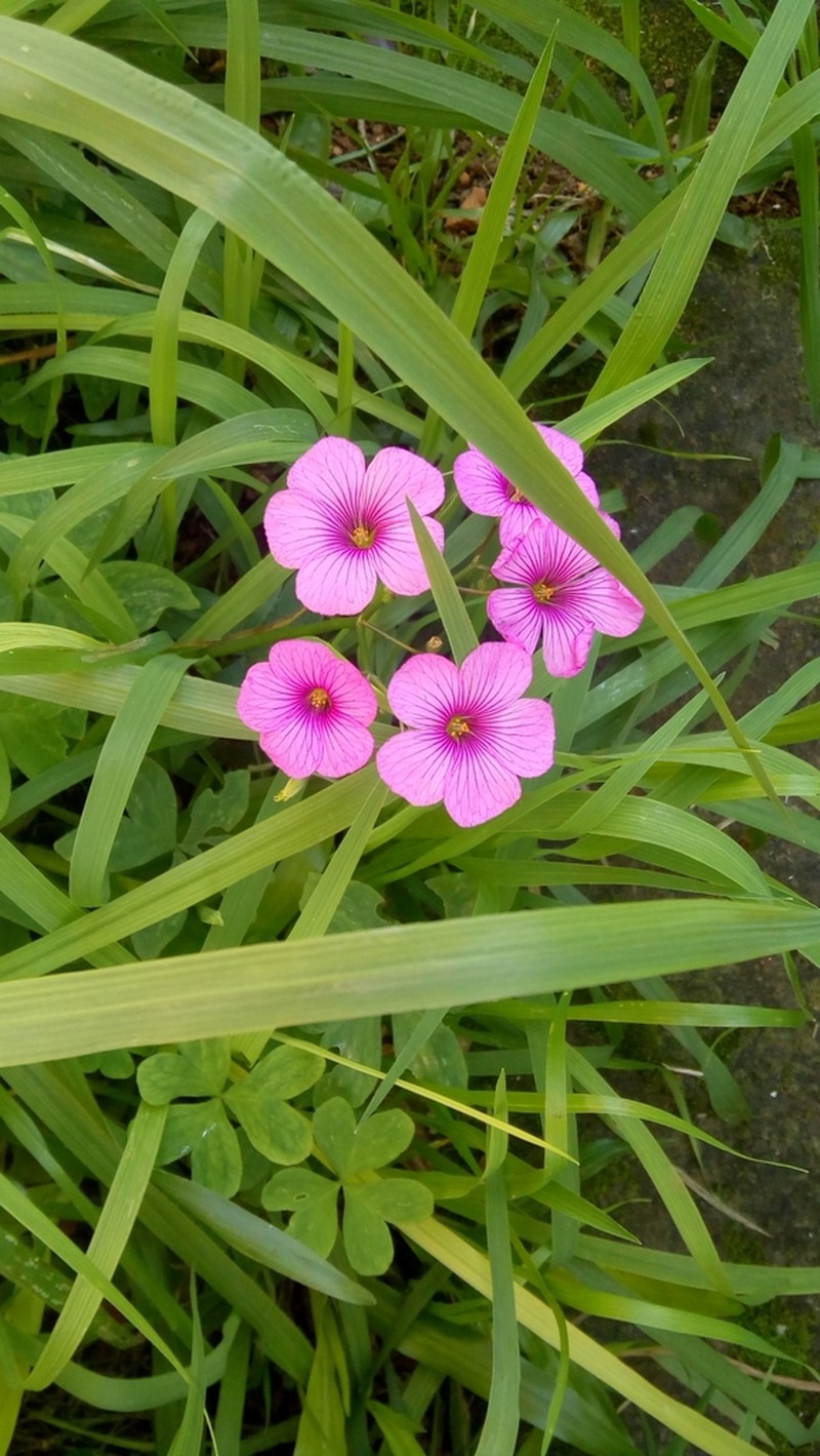 Oxalis bipartita photo 7