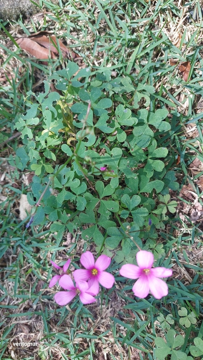Oxalis bipartita photo 8