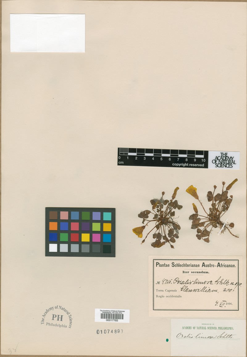Oxalis bipartita subsp. bipartita