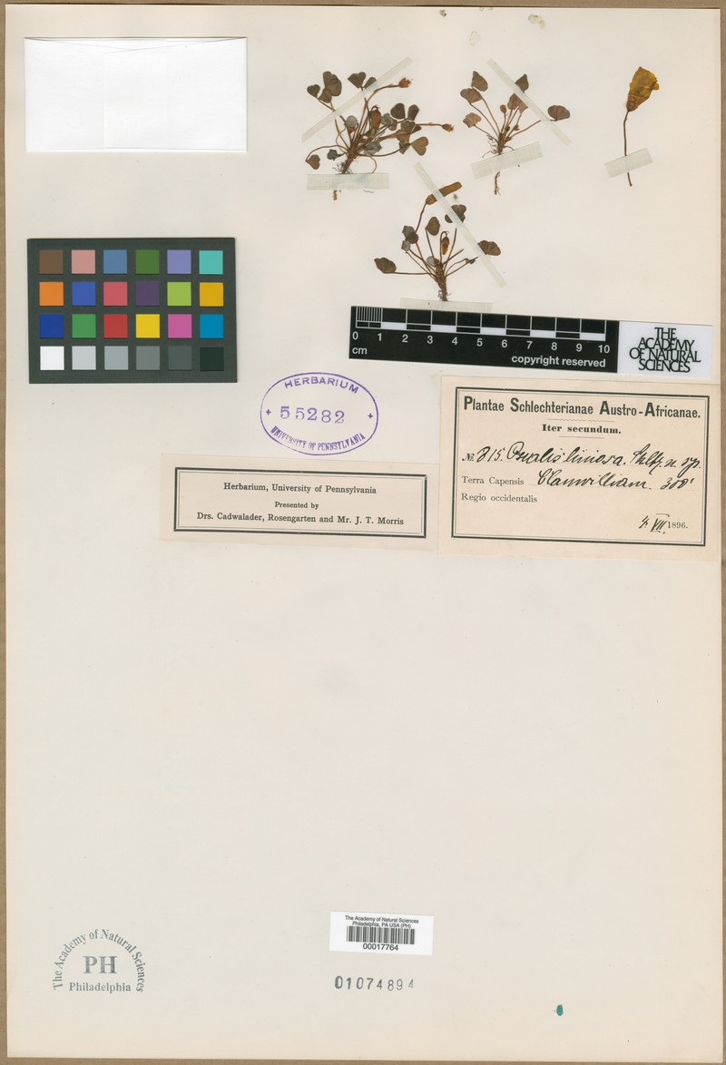 Oxalis bipartita subsp. bipartita photo 2