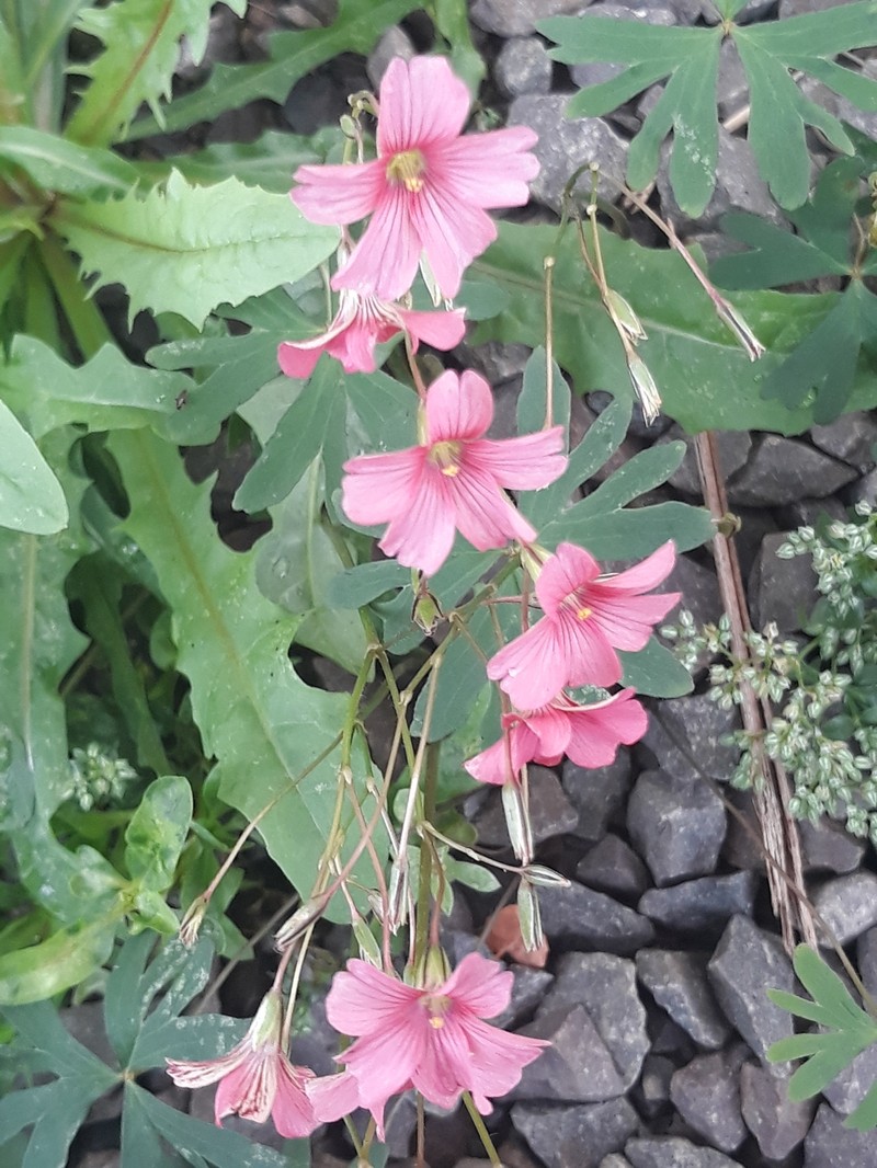 Oxalis bipartita subsp. pabstii