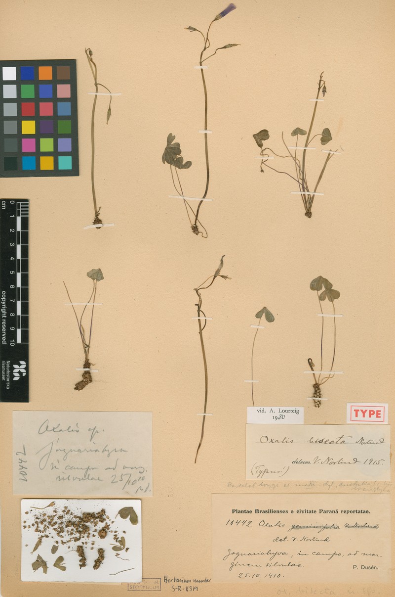 Oxalis bisecta