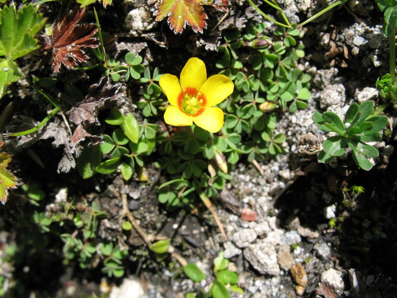 Oxalis bisfracta