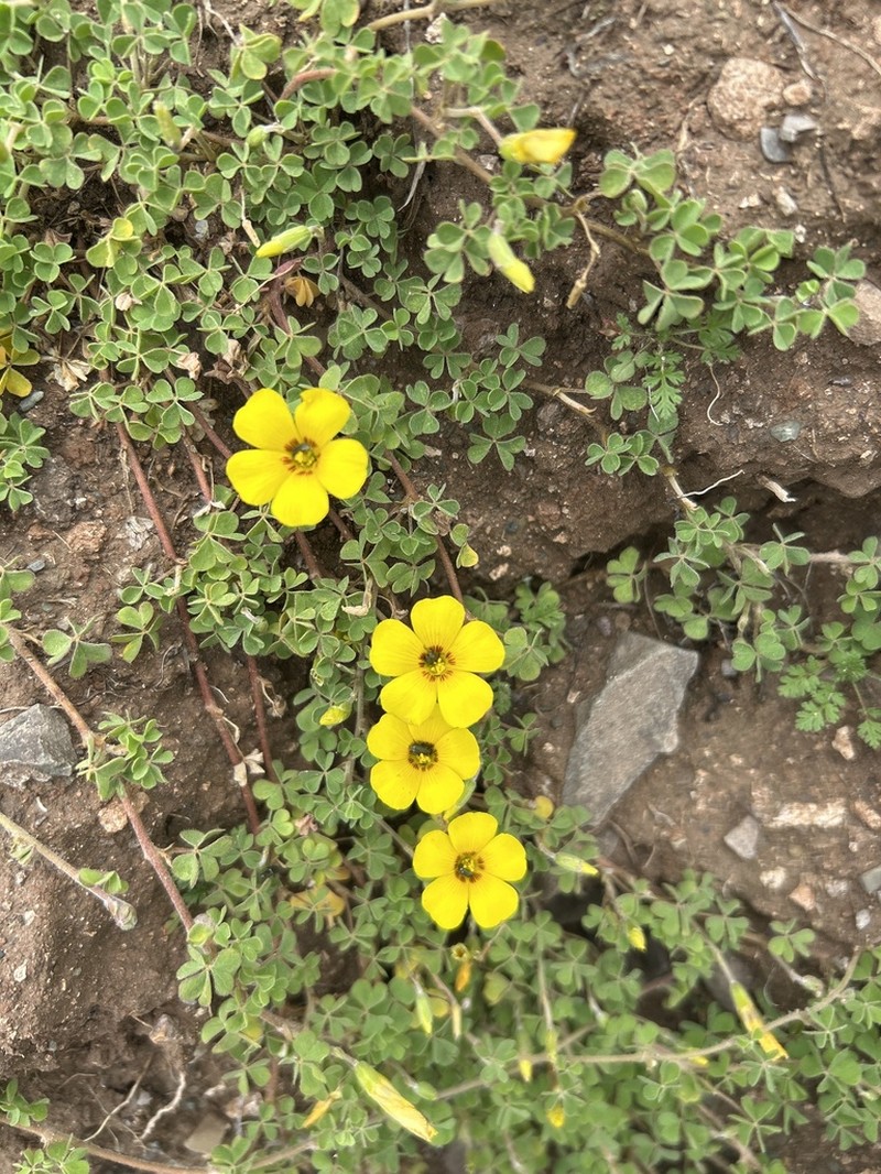 Oxalis bisfracta photo 2