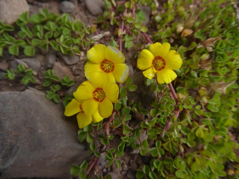 Oxalis bisfracta photo 3
