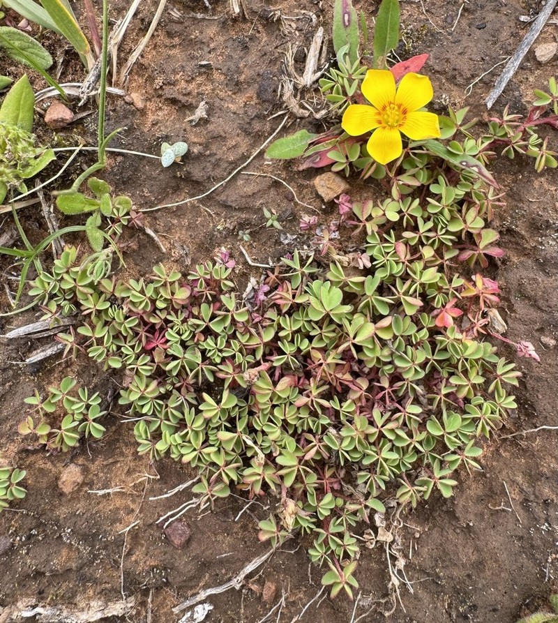 Oxalis bisfracta photo 4