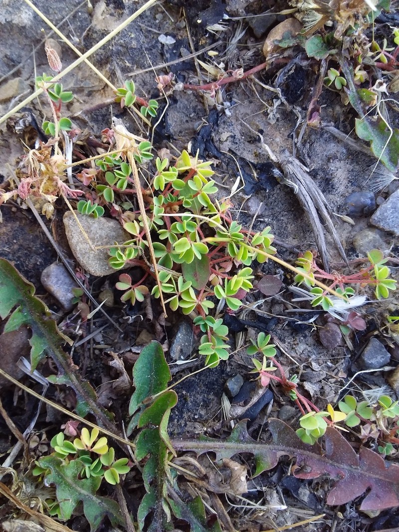 Oxalis bisfracta photo 5