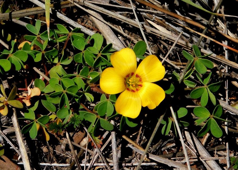 Oxalis bisfracta photo 6
