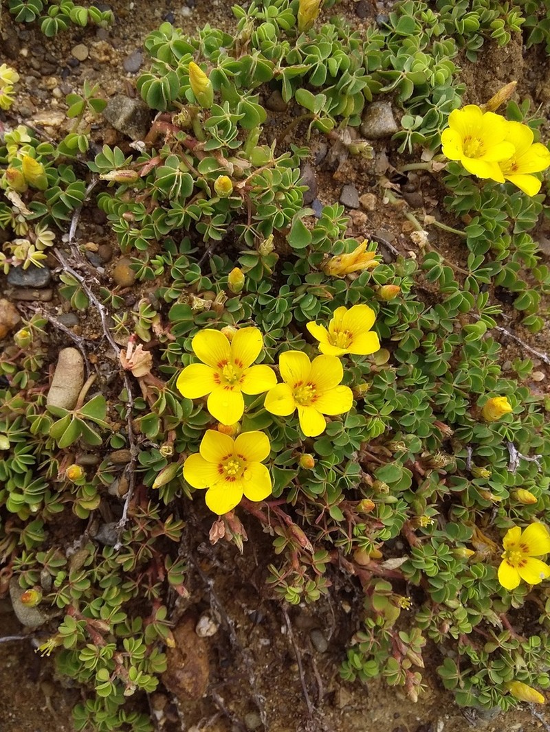 Oxalis bisfracta photo 7