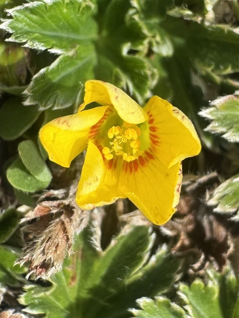 Oxalis bisfracta photo 8