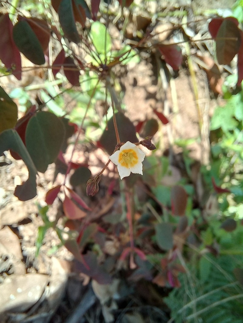 Oxalis blackii