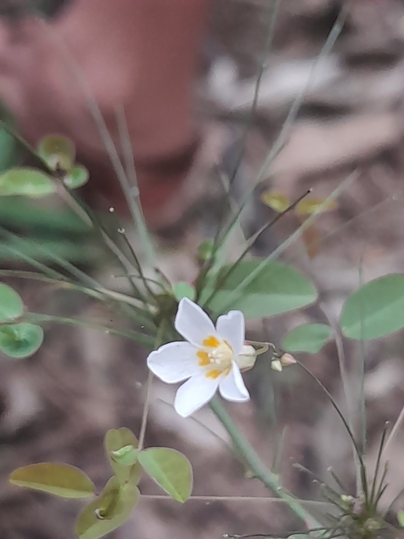 Oxalis blackii photo 2