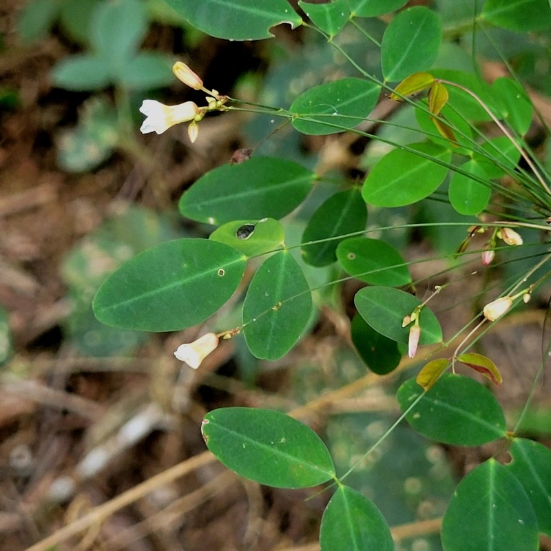 Oxalis blackii photo 3