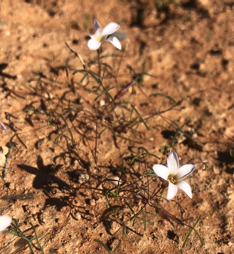 Oxalis blastorhiza