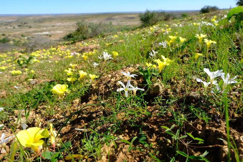 Oxalis blastorhiza photo 2