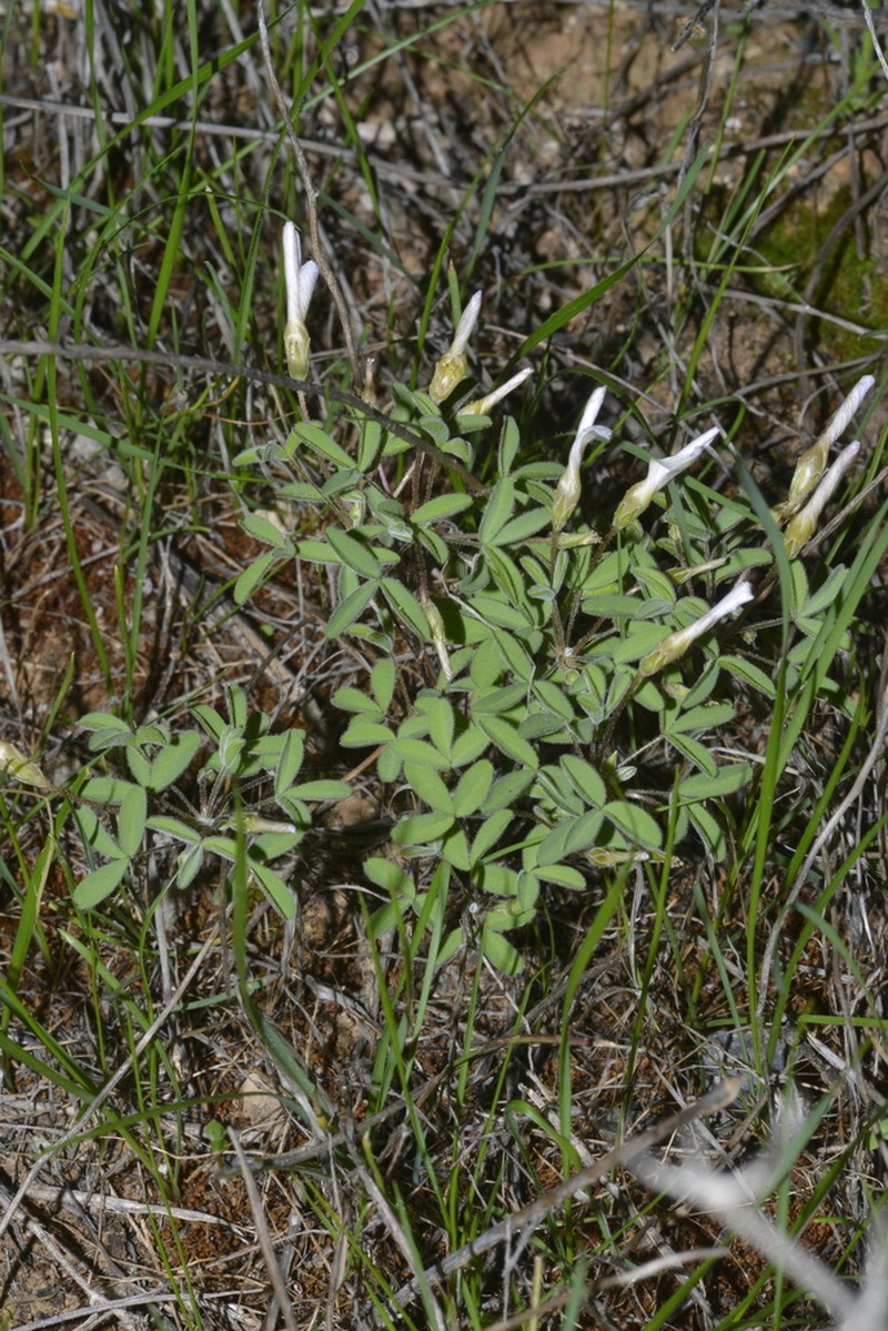 Oxalis blastorhiza photo 3