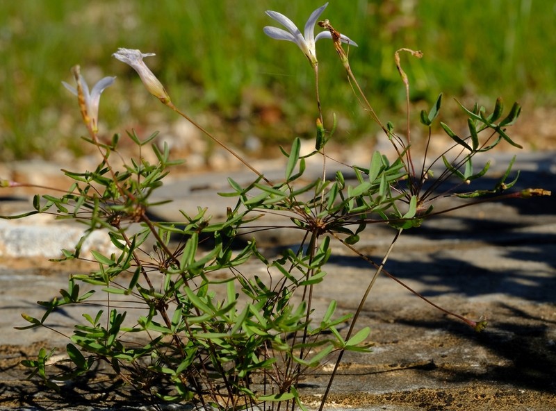 Oxalis blastorhiza photo 4