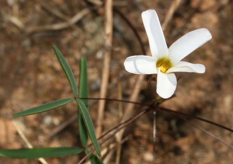 Oxalis blastorhiza photo 5