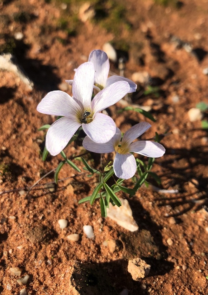 Oxalis blastorhiza photo 6