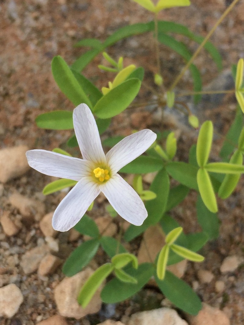 Oxalis blastorhiza photo 7
