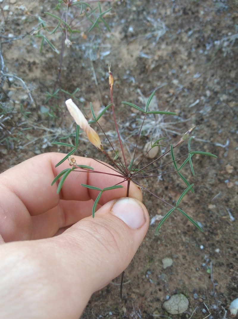 Oxalis blastorhiza photo 8
