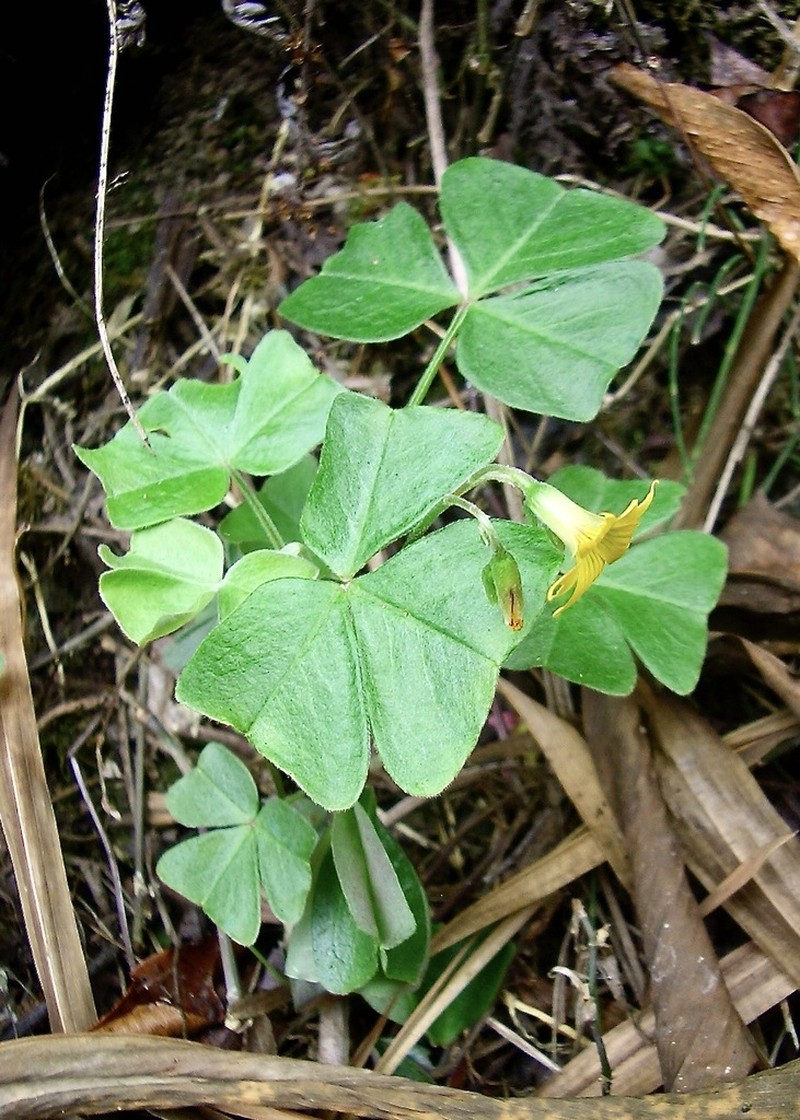 Oxalis boliviana