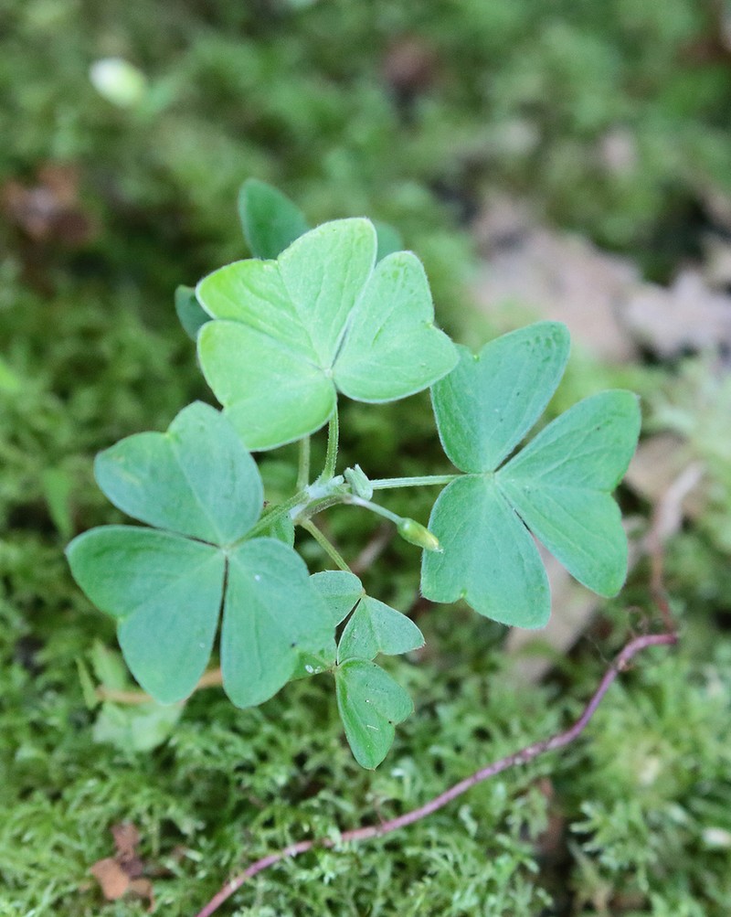 Oxalis boliviana photo 2