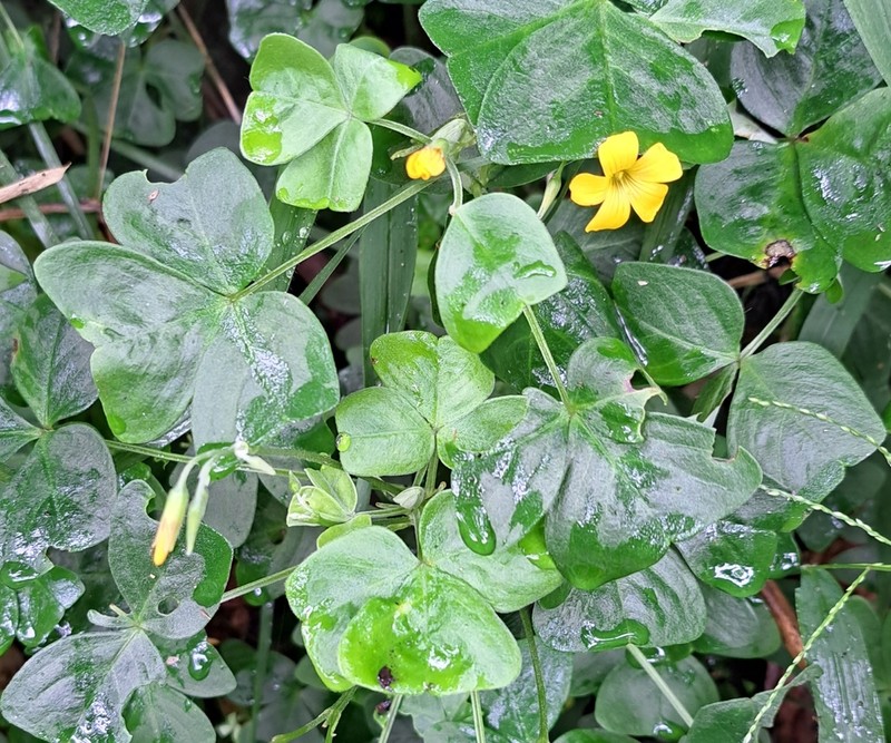 Oxalis boliviana photo 3