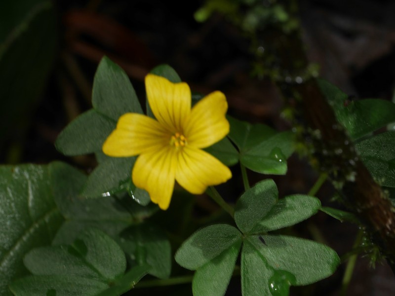 Oxalis boliviana photo 4