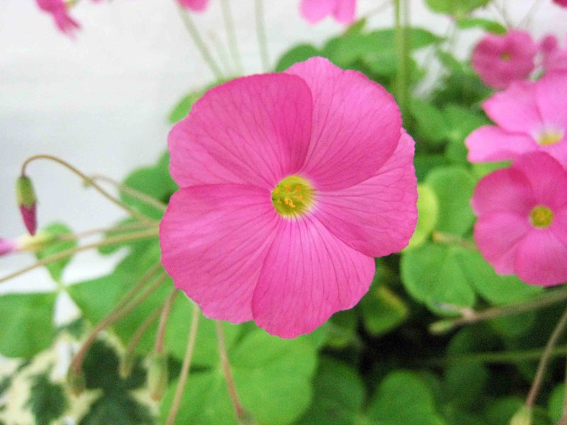 Red-Flower Woodsorrel photo 7