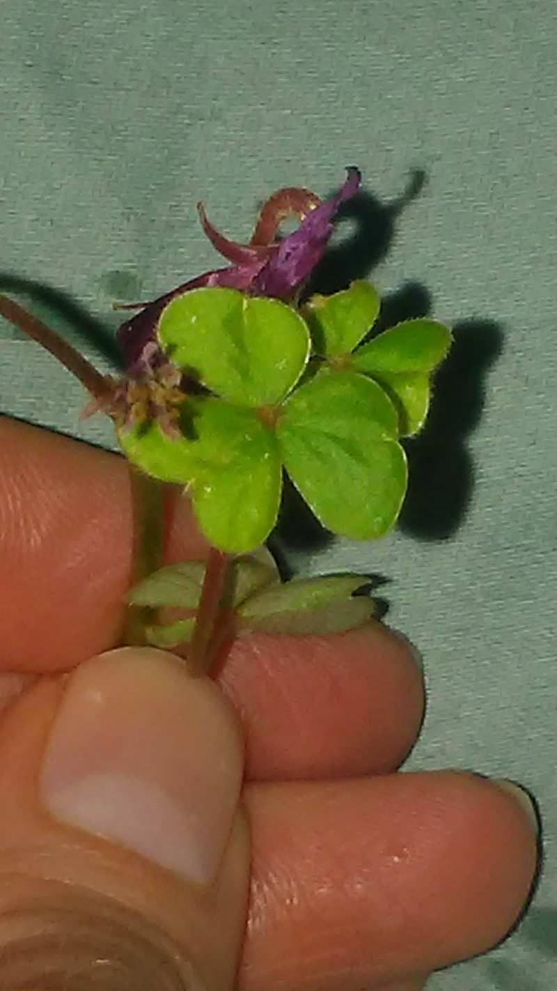 Oxalis brasiliensis