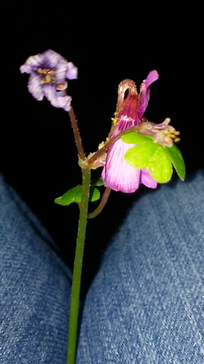 Oxalis brasiliensis photo 2