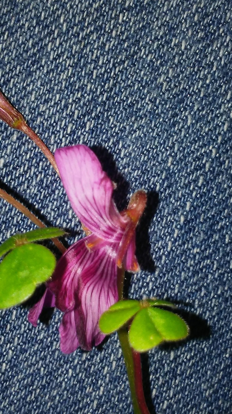 Oxalis brasiliensis photo 3