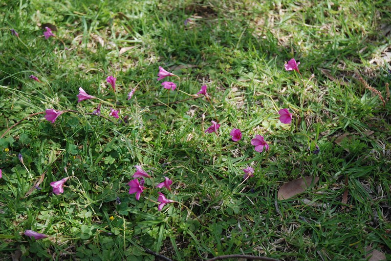 Oxalis brasiliensis photo 4