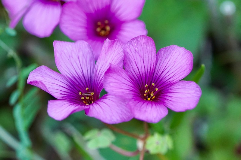 Oxalis brasiliensis photo 5
