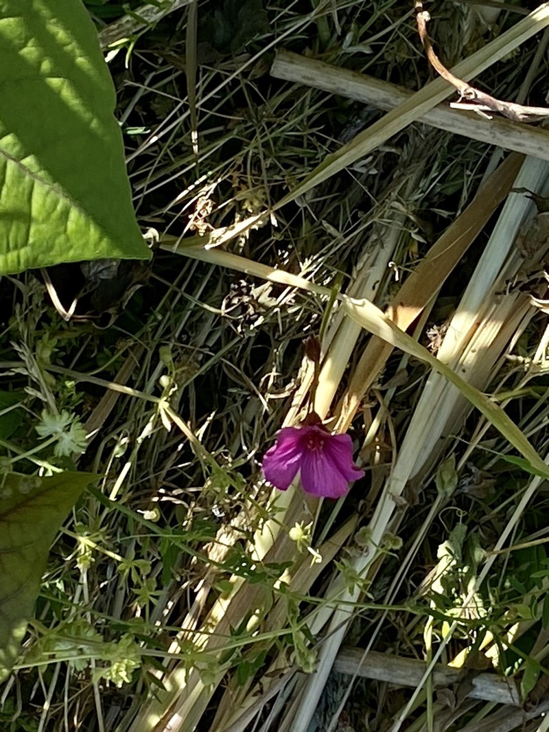 Oxalis brasiliensis photo 6
