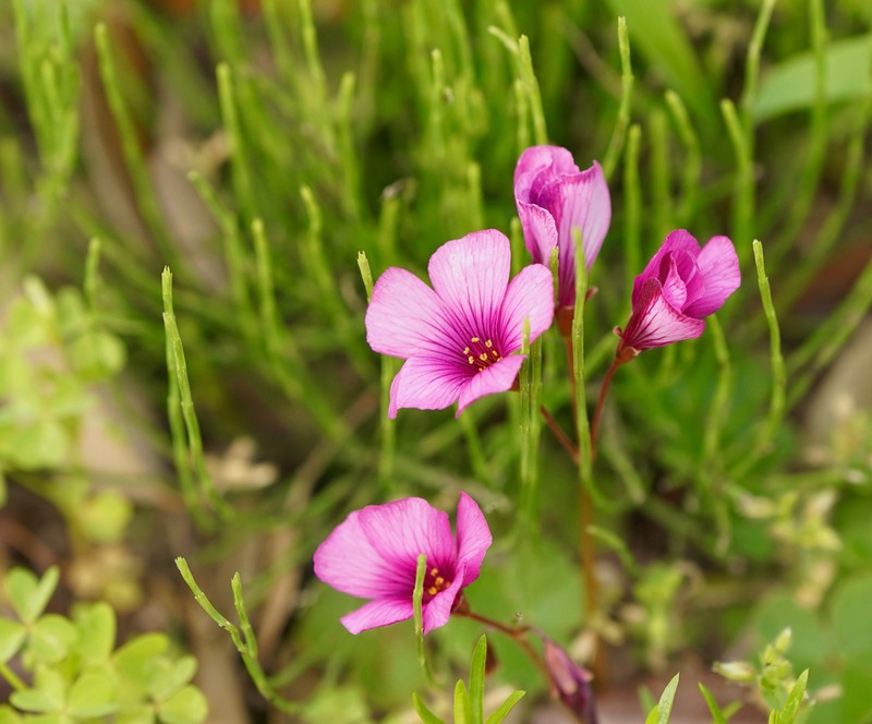 Oxalis brasiliensis photo 7