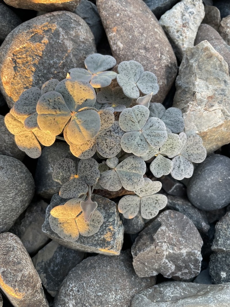 Oxalis brevis