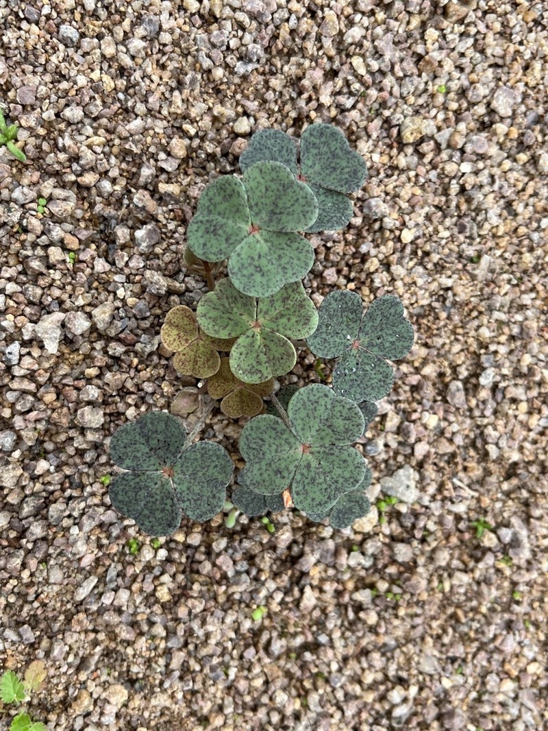 Oxalis brevis photo 2