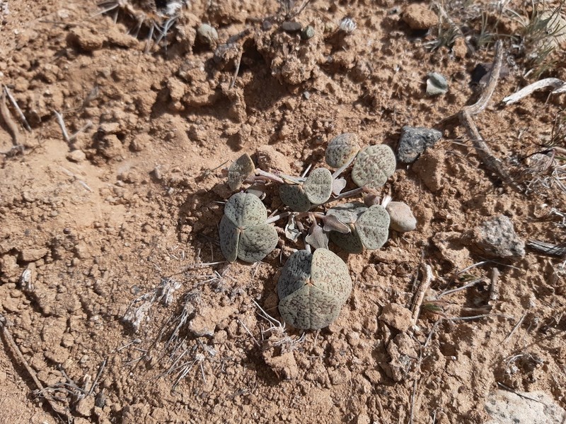 Oxalis brevis photo 3