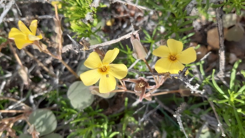 Oxalis brevis photo 4