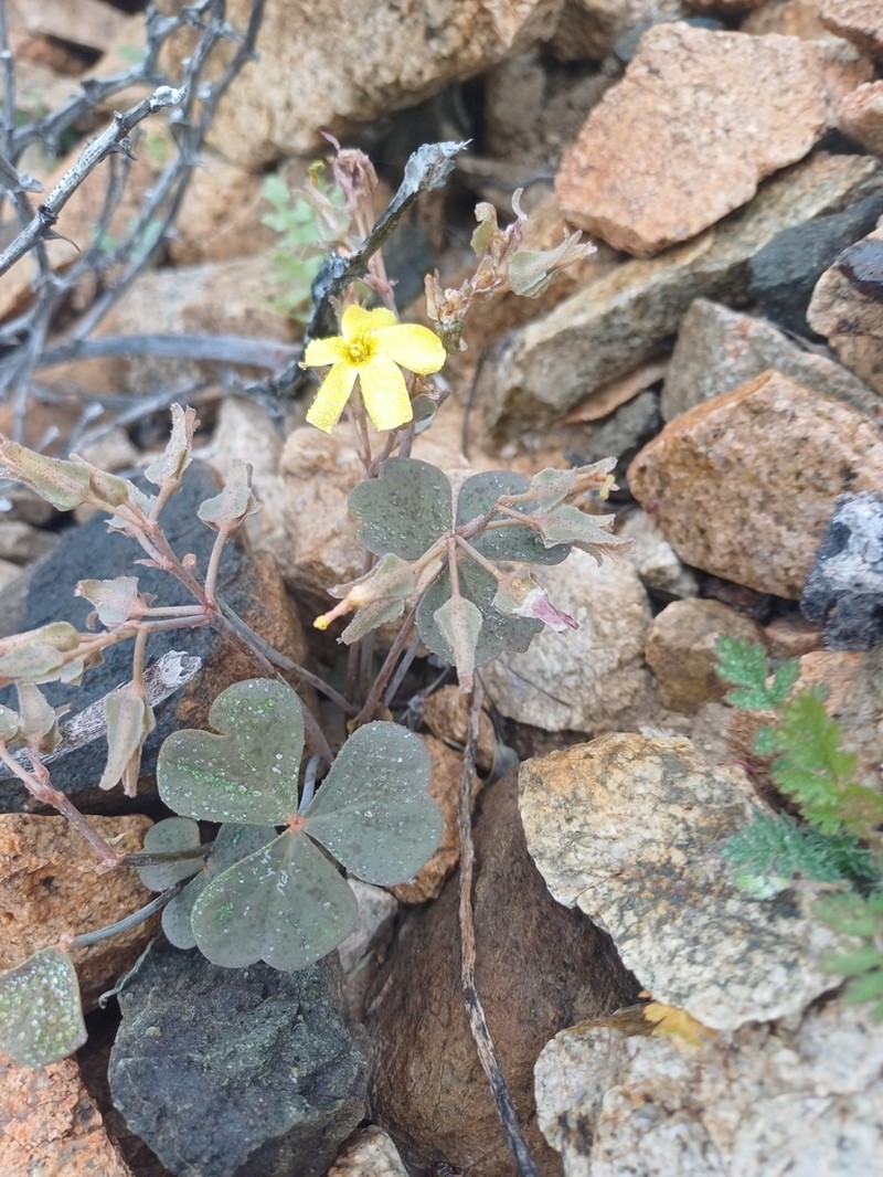 Oxalis brevis photo 5