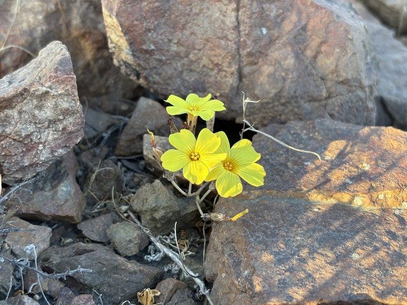 Oxalis brevis photo 6