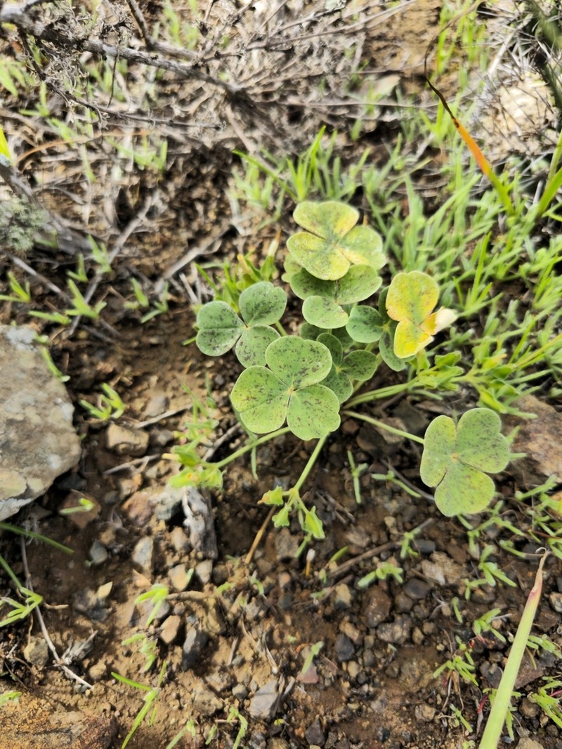 Oxalis brevis photo 7