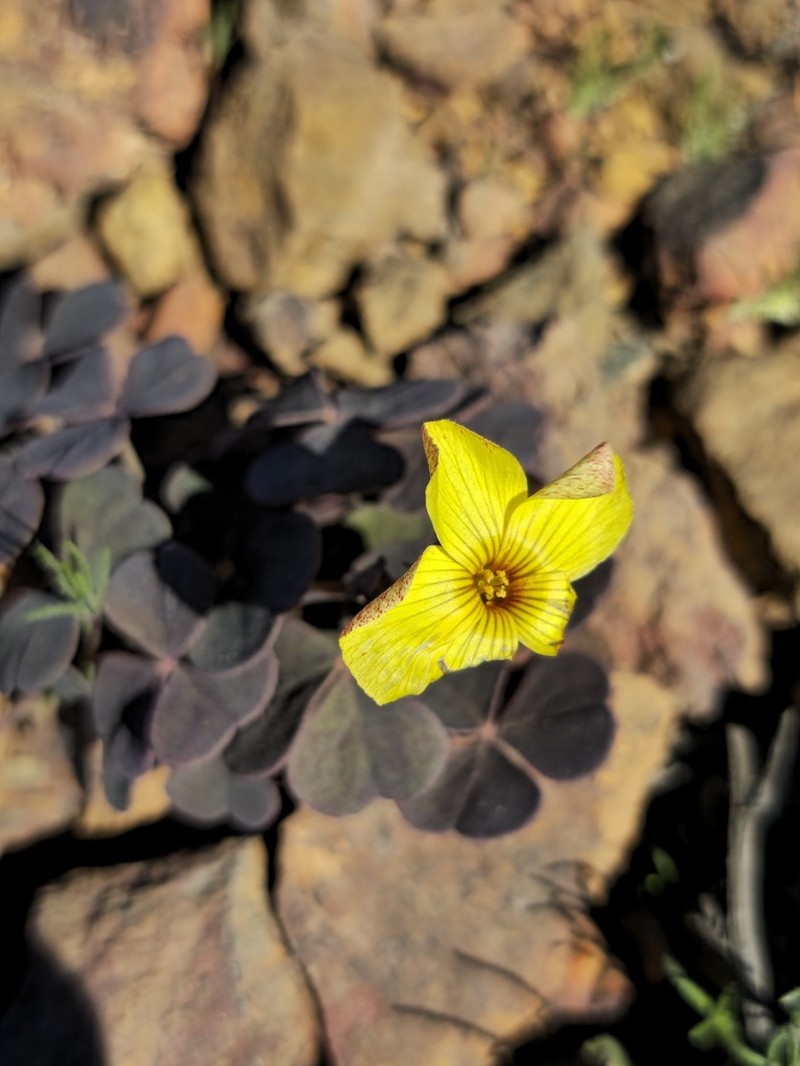 Oxalis brevis photo 8