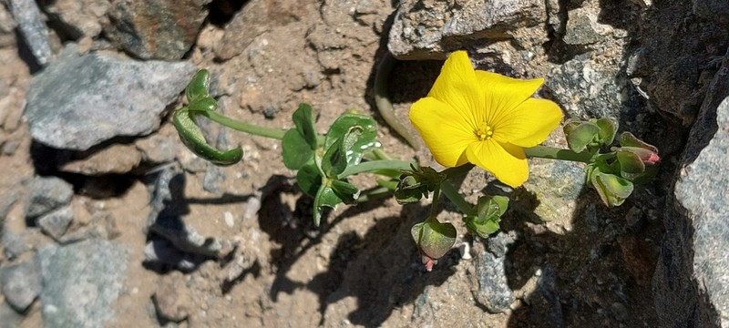 Oxalis bulbocastanum