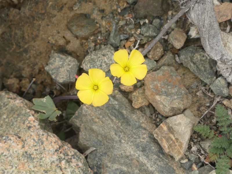 Oxalis bulbocastanum photo 2