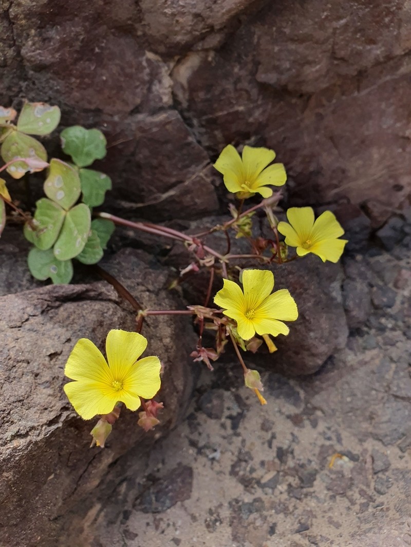 Oxalis bulbocastanum photo 3