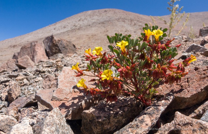 Oxalis bulbocastanum photo 4