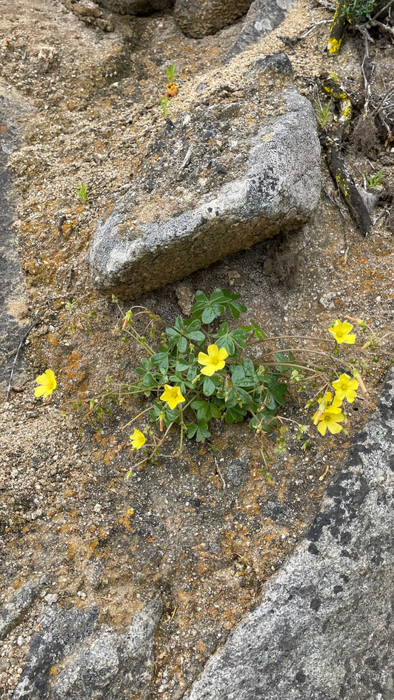 Oxalis bulbocastanum photo 5